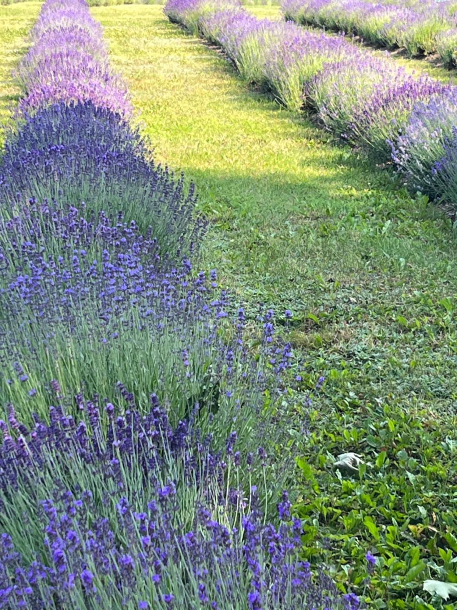 Lavender Village *