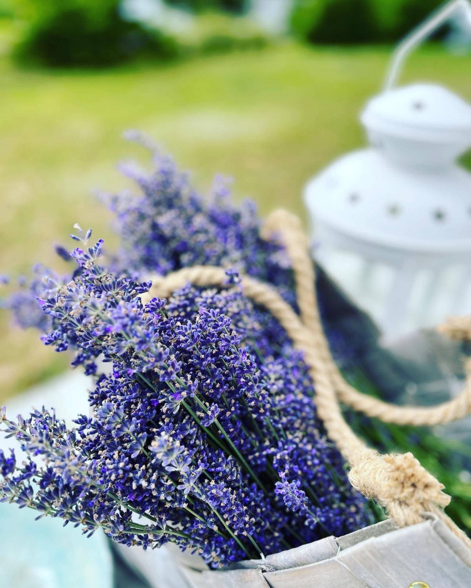 Lavender Village Campingplatz