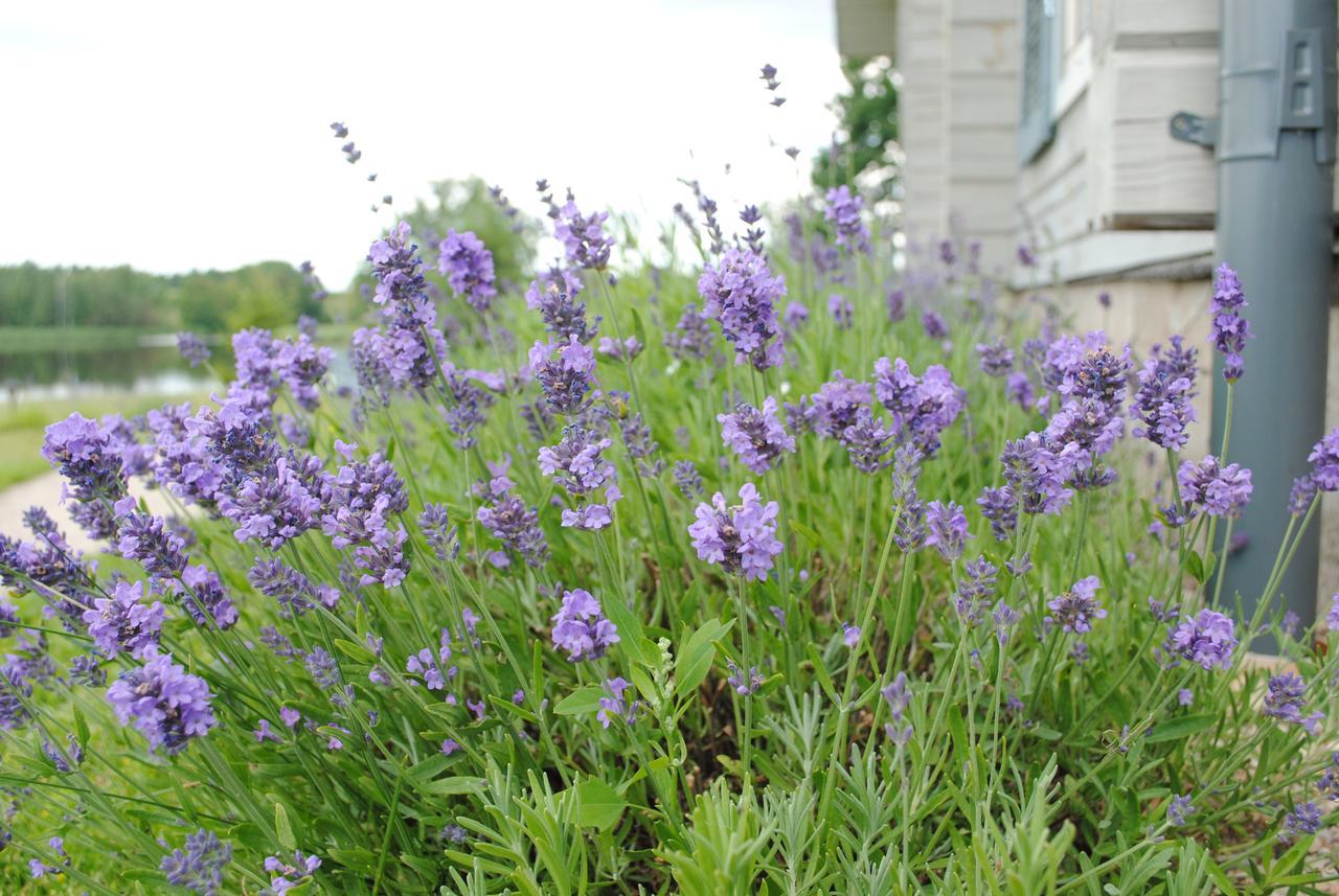 Lavender Village * Kiemeliai