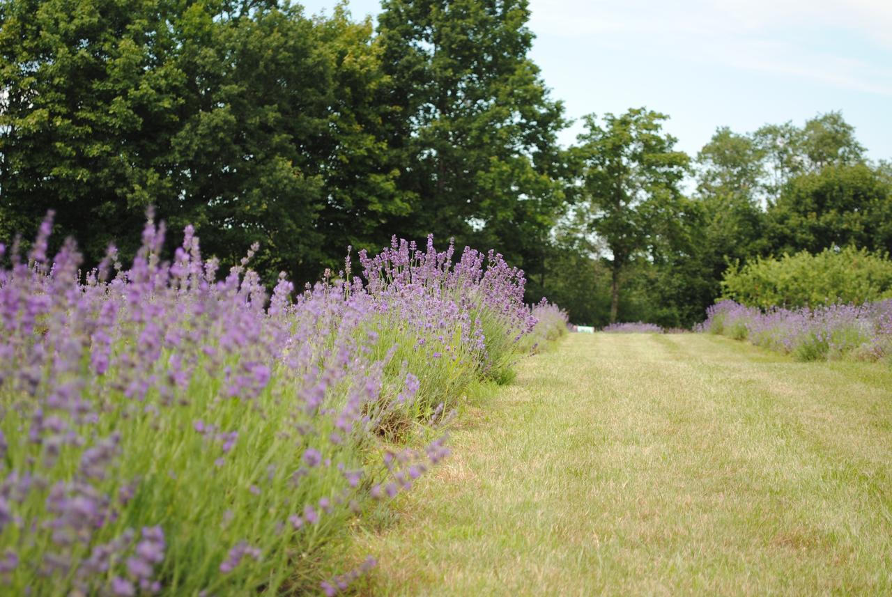 Lavender Village Kiemeliai