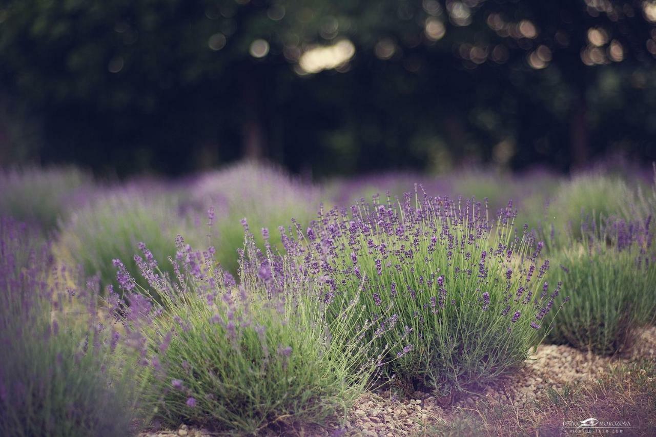Lavender Village Kiemeliai